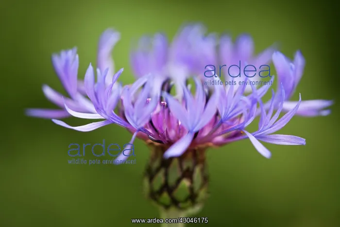 : GreaterKnapweed : GreaterKnapweed