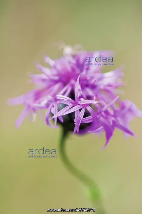 : GreaterKnapweed : GreaterKnapweed