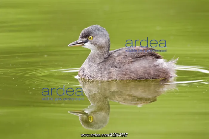 : Least Grebe : Least Grebe