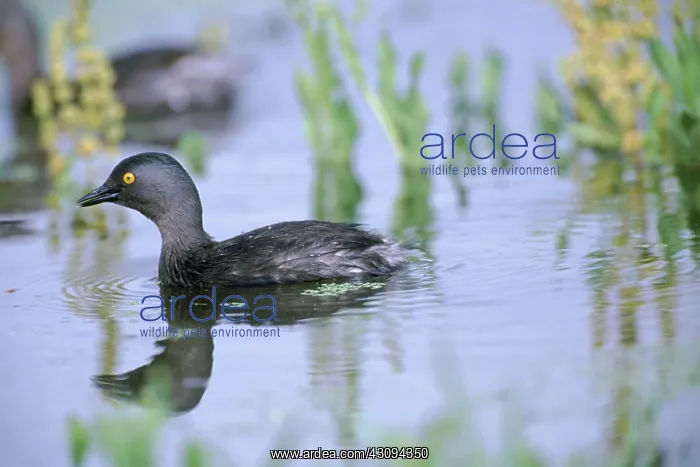 : Least Grebe : Least Grebe