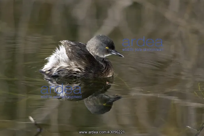 : Least Grebe : Least Grebe