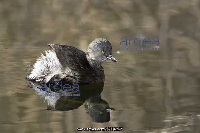 : Least Grebe : Least Grebe