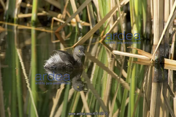 : Least Grebe : Least Grebe