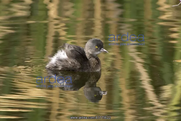 : Least Grebe : Least Grebe