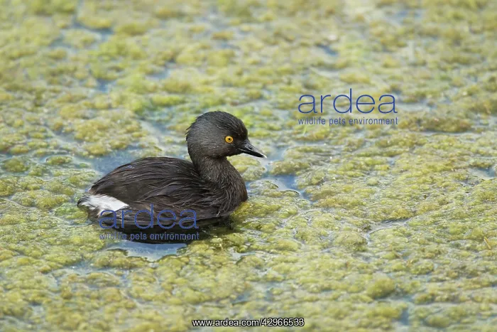: Least Grebe - hunting for food amongst weeds : Least Grebe - hunting for food amongst weeds