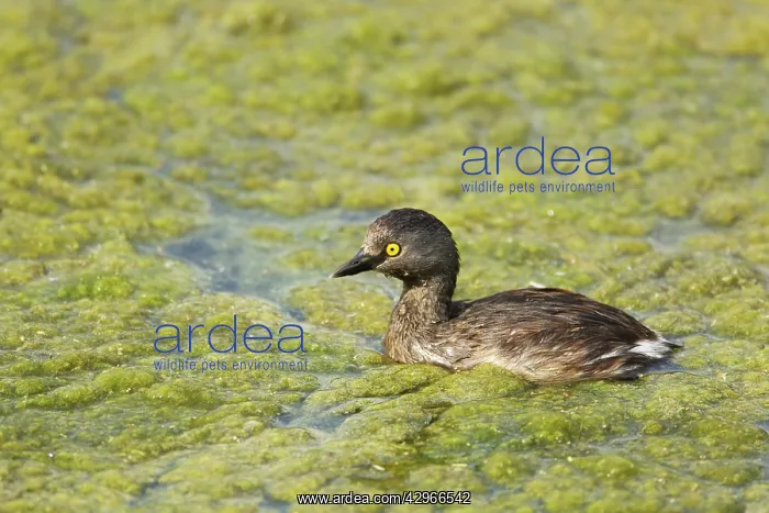 : Least Grebe - hunting for food amongst weeds : Least Grebe - hunting for food amongst weeds