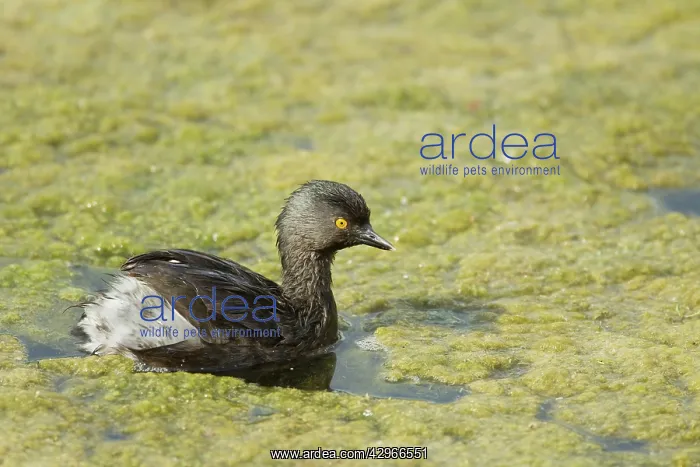 : Least Grebe - hunting for food amongst weeds : Least Grebe - hunting for food amongst weeds