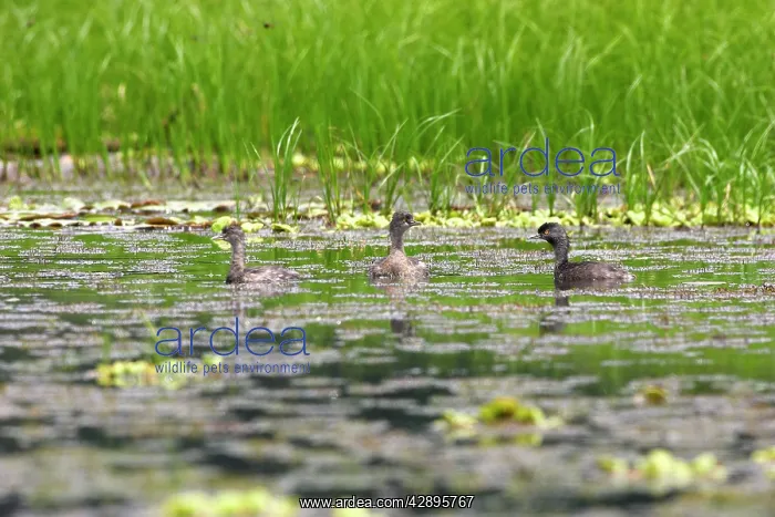 : Least Grebe - on Lake Sandoval : Least Grebe - on Lake Sandoval