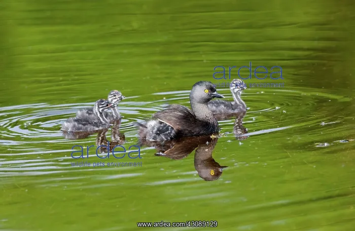 : Least Grebe and Young : Least Grebe and Young