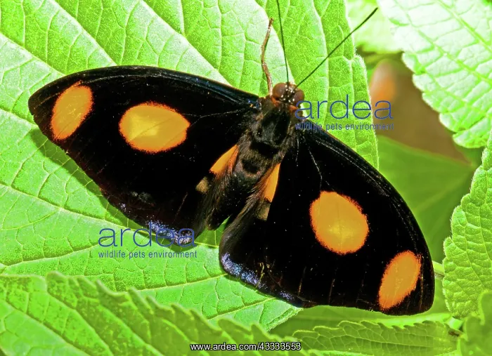 : Grecian Shoemaker Butterfly : Grecian Shoemaker Butterfly