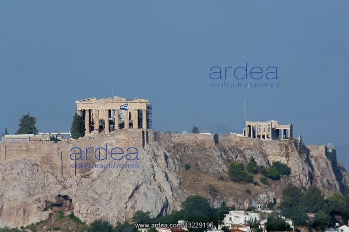: Greece, Athens. Downtown Athens view of : Greece, Athens. Downtown Athens view of