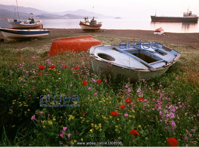 : GREECE - with boats and wild flowers : GREECE - with boats and wild flowers