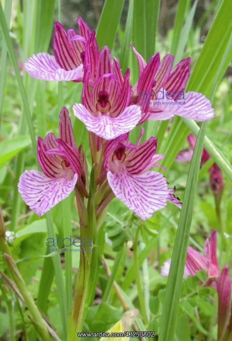 : Greece, Crete. Butterfly orchid in bloom : Greece, Crete. Butterfly orchid in bloom