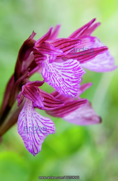 : Greece, Crete. Butterfly orchid in bloom : Greece, Crete. Butterfly orchid in bloom