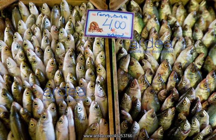 : Greece, Crete. Detail at fish market in : Greece, Crete. Detail at fish market in