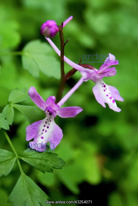 : Greece, Crete. Four-spotted orchid in bloom : Greece, Crete. Four-spotted orchid in bloom