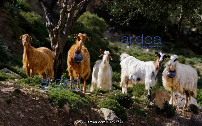 : Greece, Crete. Goats (two with bells around : Greece, Crete. Goats (two with bells around