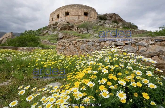 : Greece, Crete. Island of Spinalonga. Wildflowers : Greece, Crete. Island of Spinalonga. Wildflowers