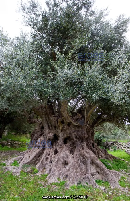 : Greece, Crete. Monumental Olive Tree of : Greece, Crete. Monumental Olive Tree of
