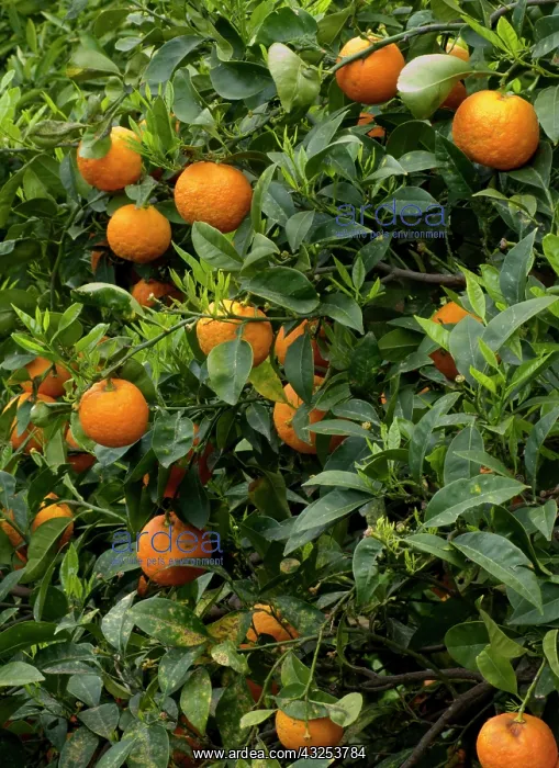 : Greece, Crete. Oranges in tree. Grove near : Greece, Crete. Oranges in tree. Grove near