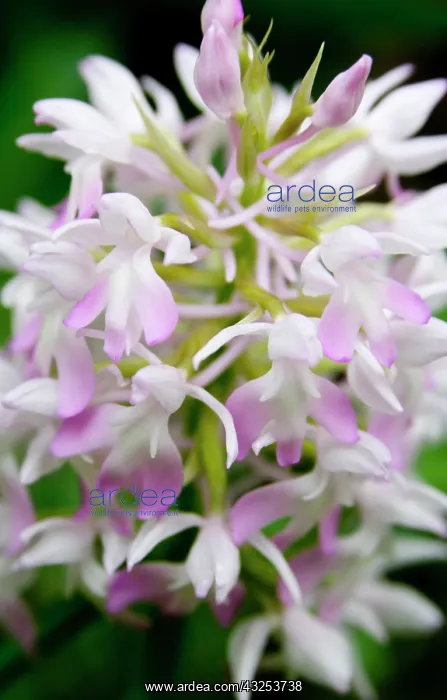 : Greece, Crete. Orchid in bloom (Anacamptis : Greece, Crete. Orchid in bloom (Anacamptis