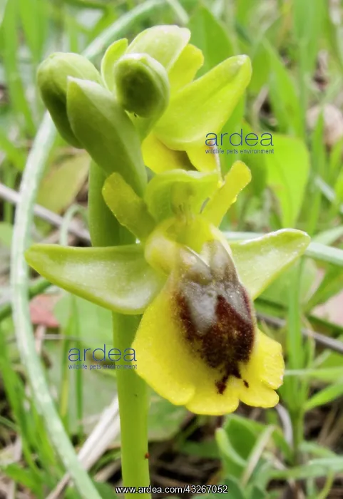 : Greece, Crete. Orchid in bloom (Ophrys sicula) : Greece, Crete. Orchid in bloom (Ophrys sicula)