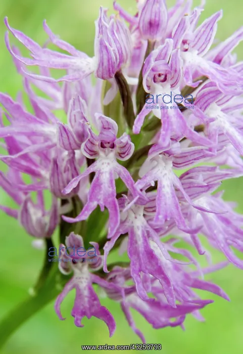 : Greece, Crete. Orchid in bloom (Orchis italica) : Greece, Crete. Orchid in bloom (Orchis italica)