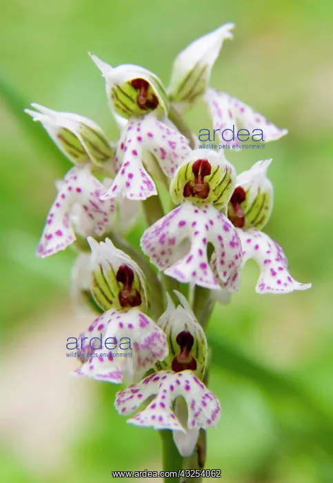 : Greece, Crete. Orchid in bloom (Orchis lactea) : Greece, Crete. Orchid in bloom (Orchis lactea)