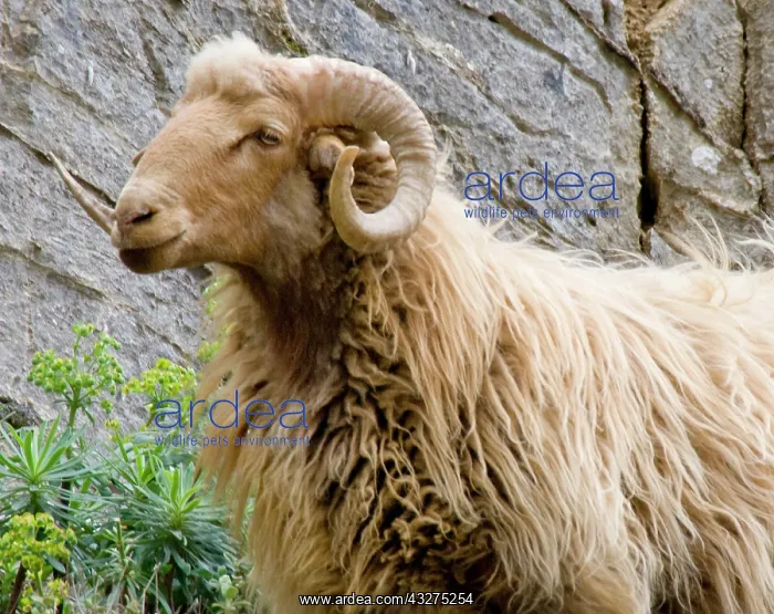 : Greece, Crete. Ram in Kavousi Gorge. Lasithi : Greece, Crete. Ram in Kavousi Gorge. Lasithi