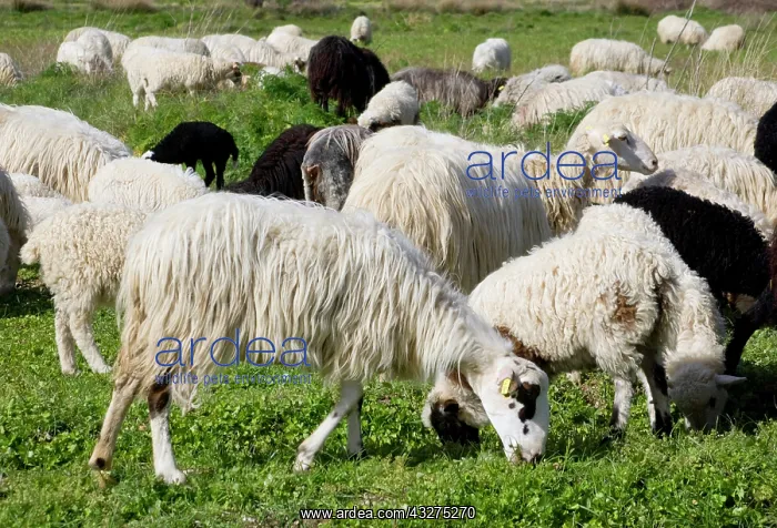 : Greece, Crete. Sheep grazing on Lasithi : Greece, Crete. Sheep grazing on Lasithi