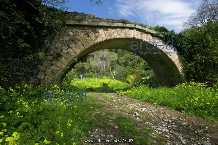: Greece, Crete. Trail under bridge in Richtis : Greece, Crete. Trail under bridge in Richtis
