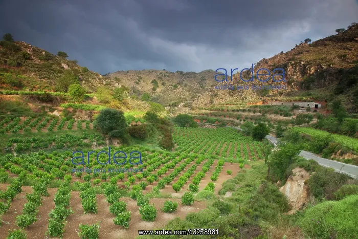 : Greece, Crete, vineyards in the White Mountains : Greece, Crete, vineyards in the White Mountains