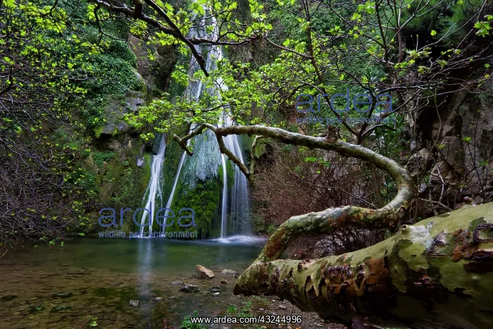 : Greece, Crete. Waterfall and branches of : Greece, Crete. Waterfall and branches of