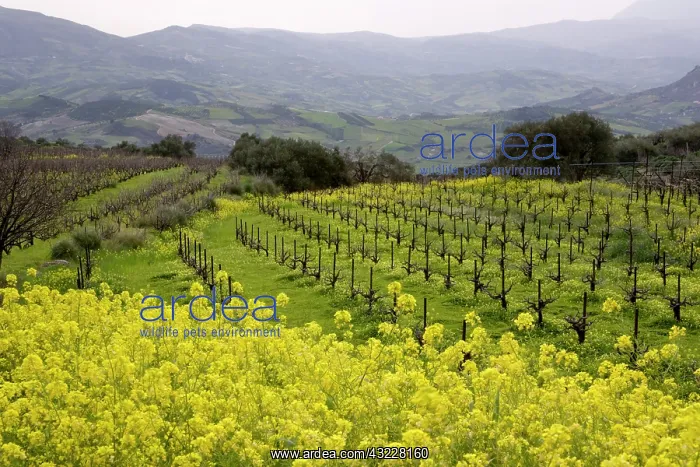 : Greece, Crete. Wild mustard and vineyards : Greece, Crete. Wild mustard and vineyards