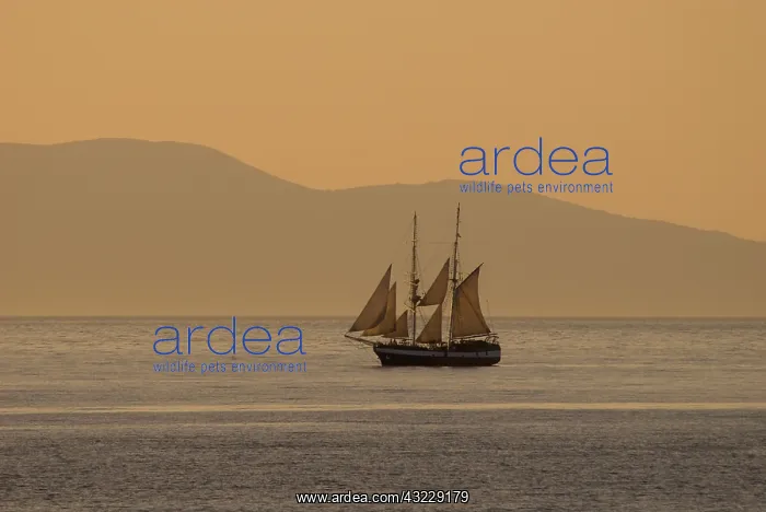 : Greece, Cyclades, Island of Santorini (aka : Greece, Cyclades, Island of Santorini (aka