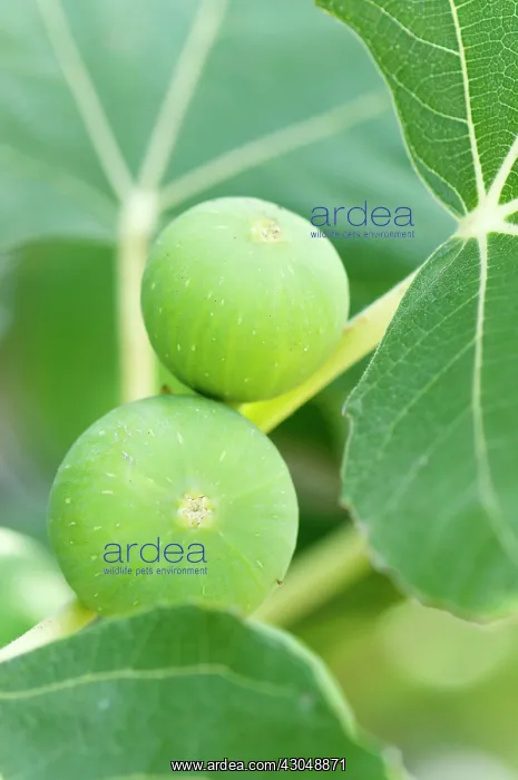 : Fig. Greece, Edible fruit of Fucus carica growing from stem of shrub or tree : Fig. Greece, Edible fruit of Fucus carica growing from stem of shrub or tree
