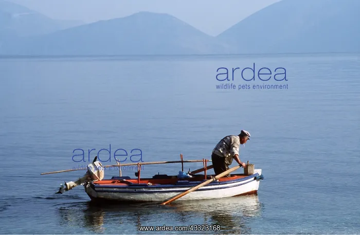  : GREECE - Fisherman searching the shallows for fish