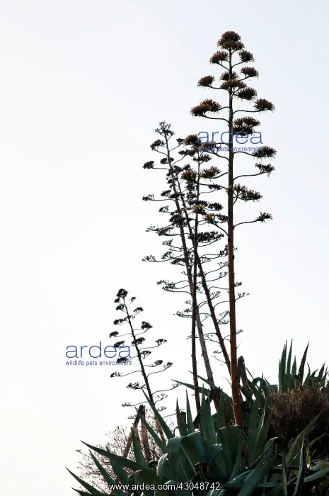 : Agave. Greece, Flowering stems of Agave cultivar silhouetted against pale sky : Agave. Greece, Flowering stems of Agave cultivar silhouetted against pale sky