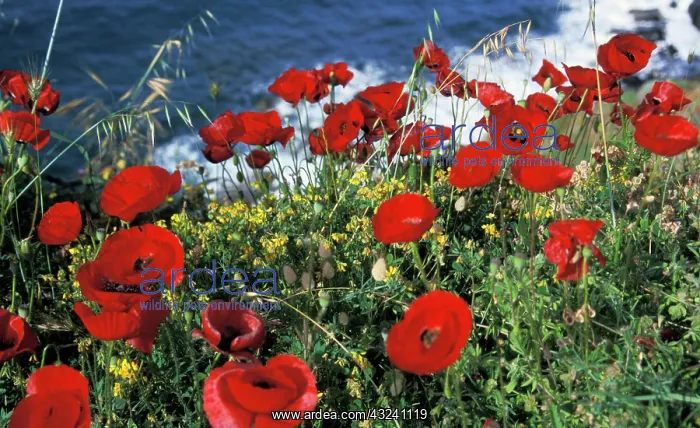  : Greece, Ikaria. Poppies in spring