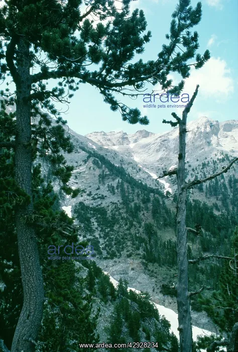 : Greece - Mt. Olympus with pine : Greece - Mt. Olympus with pine