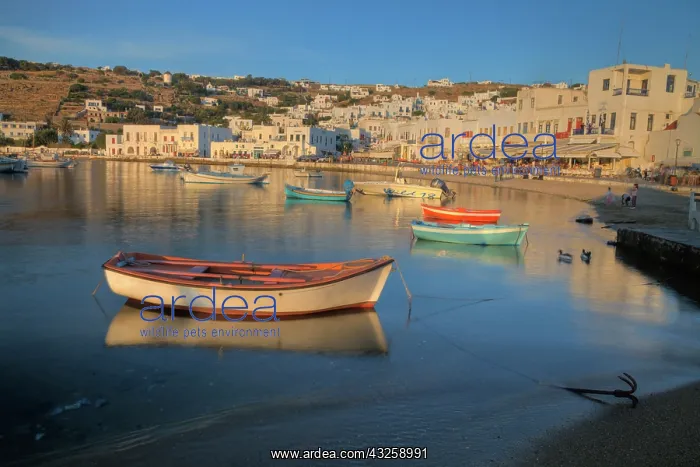 : Greece, Mykonos, Hora, Wooden Boat in small : Greece, Mykonos, Hora, Wooden Boat in small