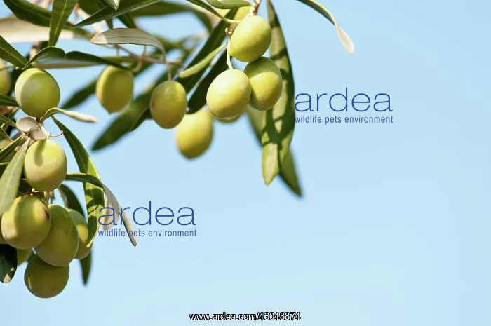 : Olive. Greece, Olives growing in sunshine on tree : Olive. Greece, Olives growing in sunshine on tree