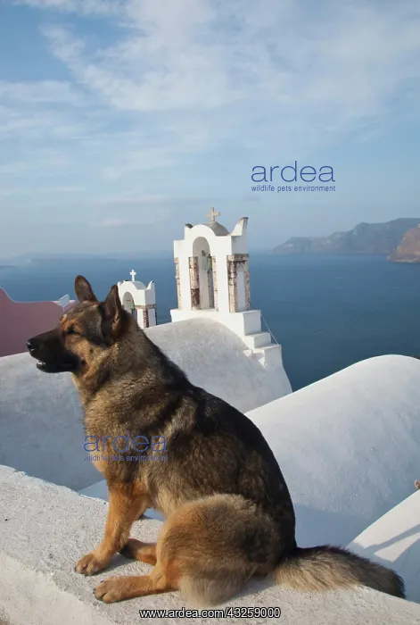 : Greece, Santorini, town of Oia with a dog : Greece, Santorini, town of Oia with a dog