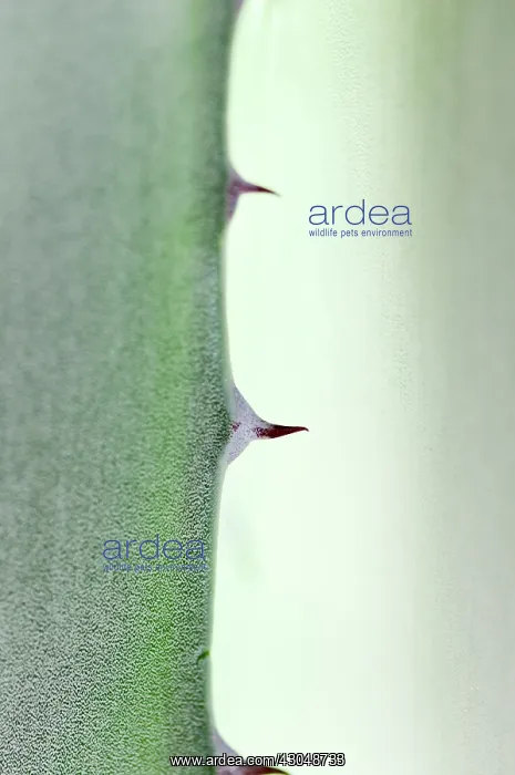 : Agave. Greece, Detail of sharp spines of Agave cultivar : Agave. Greece, Detail of sharp spines of Agave cultivar