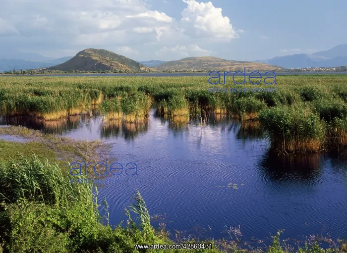 : Greece - wildlife site fringed with reeds : Greece - wildlife site fringed with reeds