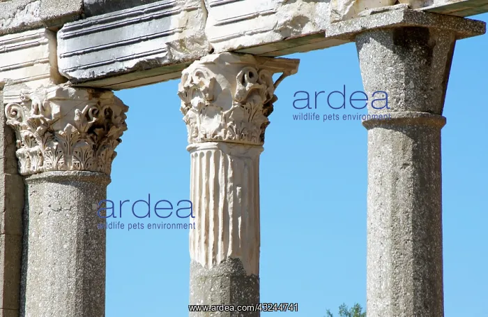: Greek art, Hellenistic period. Ruins of : Greek art, Hellenistic period. Ruins of