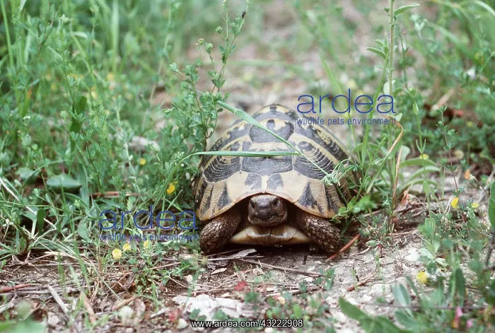 : Greek (Corfu) Tortoise : Greek (Corfu) Tortoise
