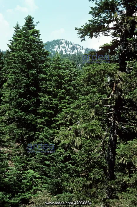  : Greek Fir Tree