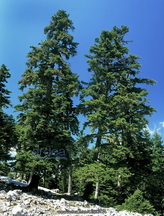  : Greek Fir Tree - at high altitude on Mount Parnassus