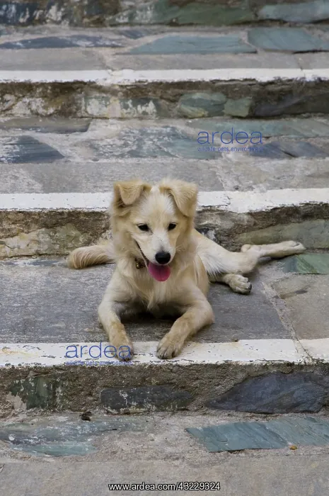 : Greek Island of Crete and old town of Chania : Greek Island of Crete and old town of Chania